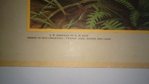 Bewoners van de Karpaten - Afbeelding 3
